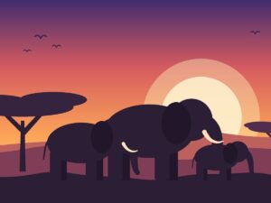 Understanding Elephants course cover